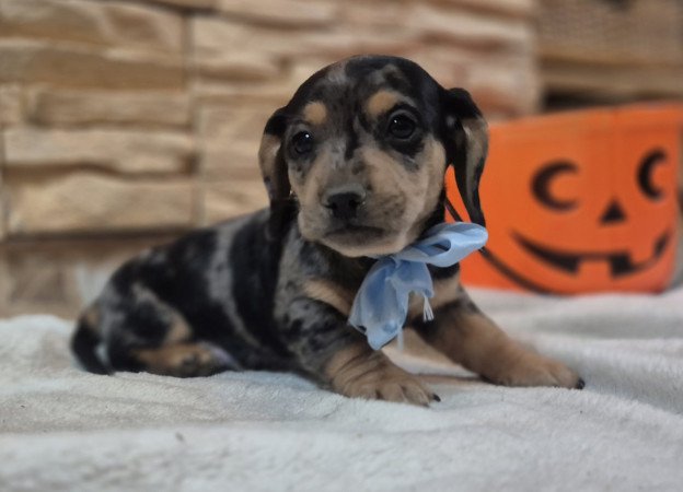 Harlekin Kölyök Tacskó