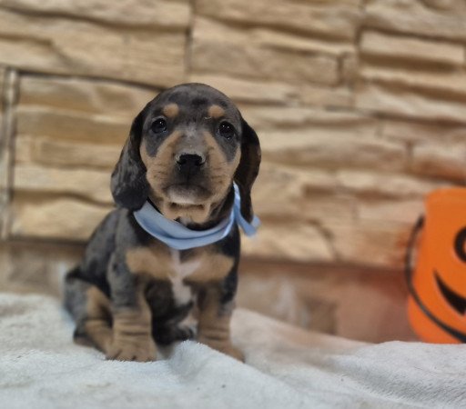 Harlekin Kölyök Tacskó