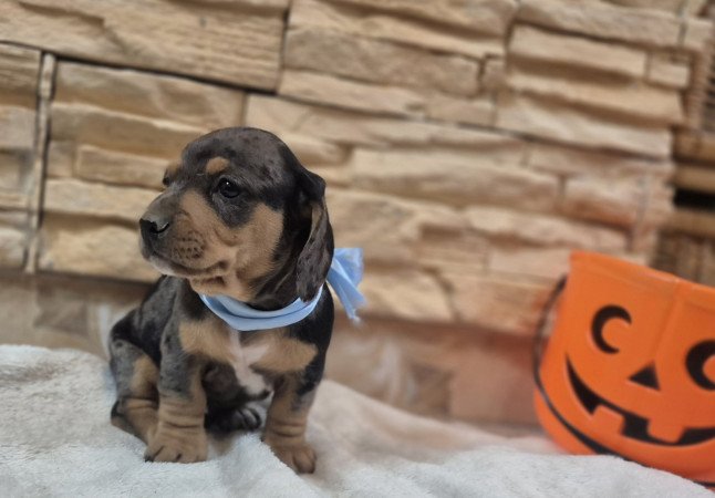 Harlekin Kölyök Tacskó