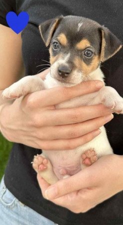 Jack Russell