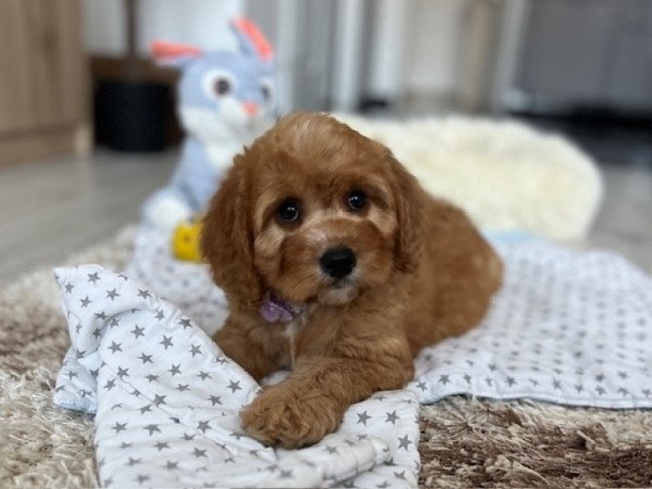 ❤️ Cavapoo ❤️