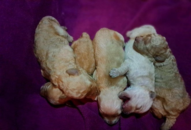 Máltai+uszkár=Maltipoo havanese bichon