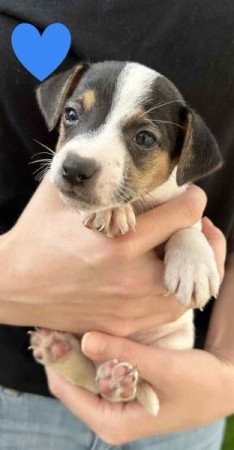 Jack Russell