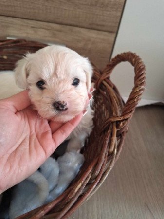 Bichon Havanese