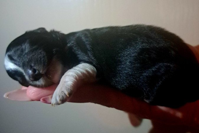 Máltai+uszkár=Maltipoo havanese bichon