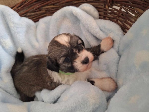 Bichon Havanese