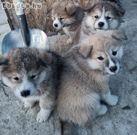 Japán Akita inu fiú kutyusok