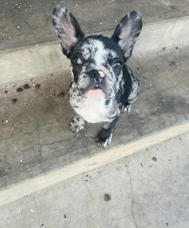 Francia bulldog kislány