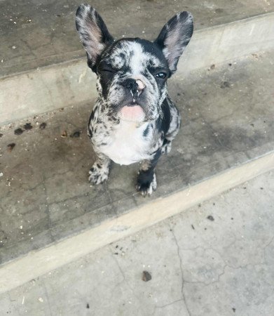 Francia bulldog kislány