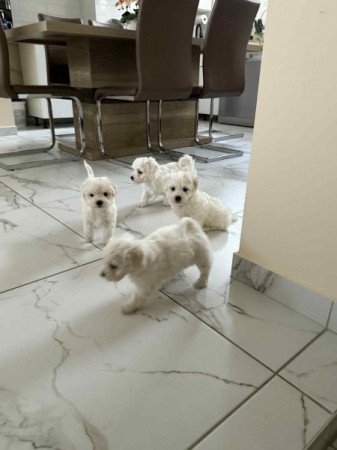 Bichon havanese