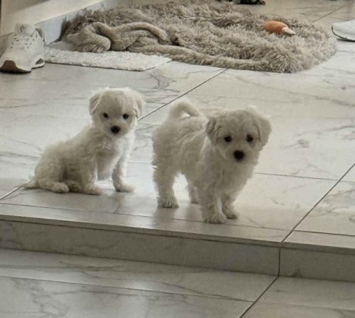 Bichon havanese