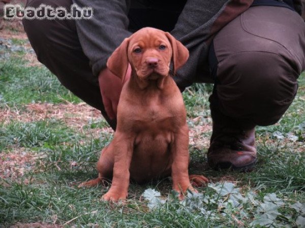 Magyar vizsla kiskutyák
