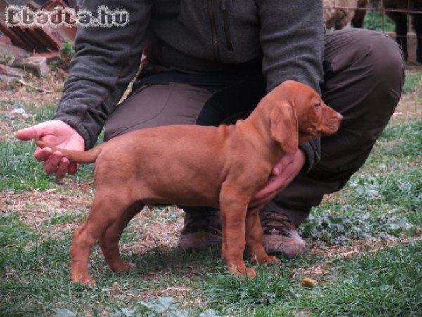 Magyar vizsla kiskutyák