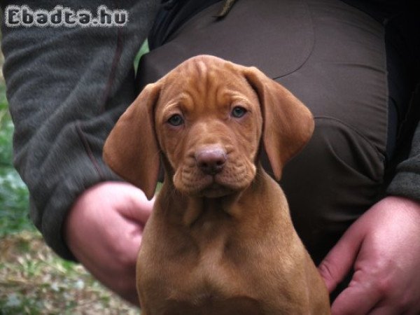 Magyar vizsla kiskutyák