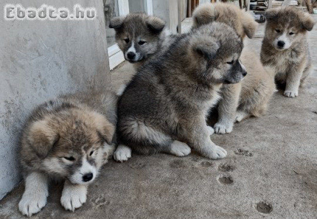 Japán Akita inu fiú kutyusok