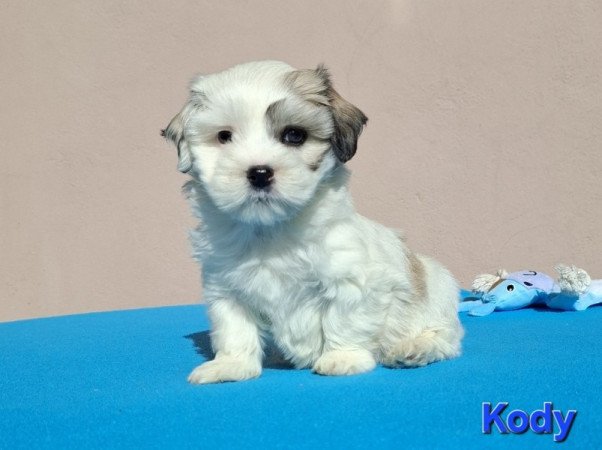 Bichon havanese