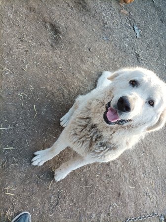 Kuvasz jellegű kiskutyák gazdit keresnek