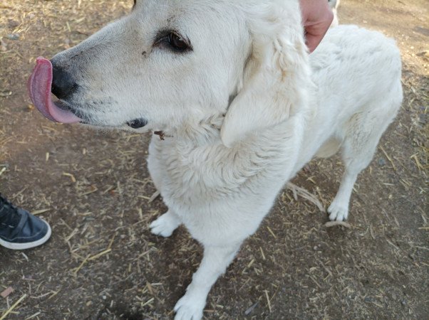 Kuvasz jellegű kiskutyák gazdit keresnek