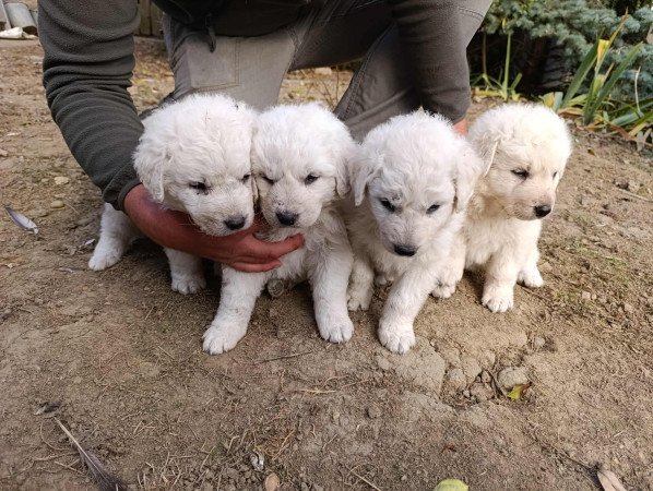 Kuvasz jellegű kiskutyák gazdit keresnek