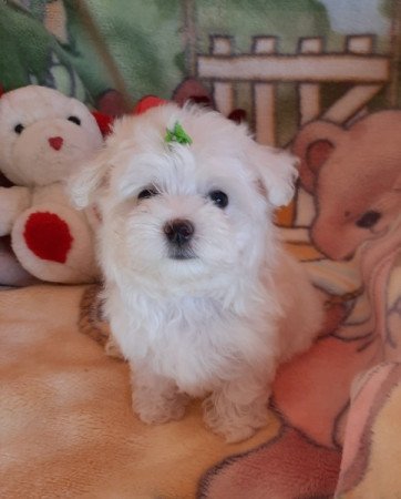 Bichon Havanese