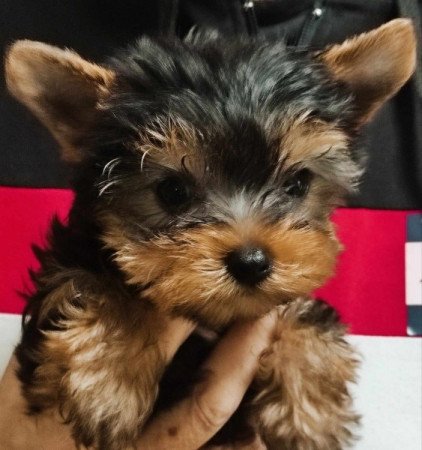 yorkshire terrier