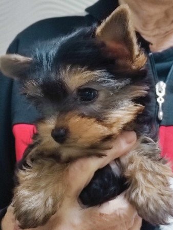 yorkshire terrier