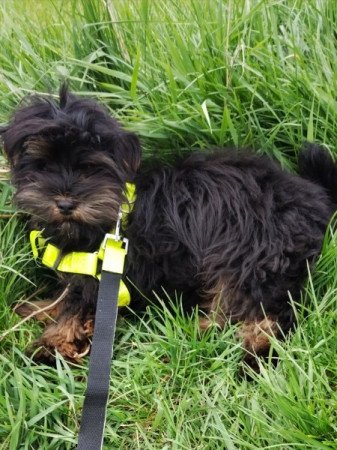 Bichon havanese