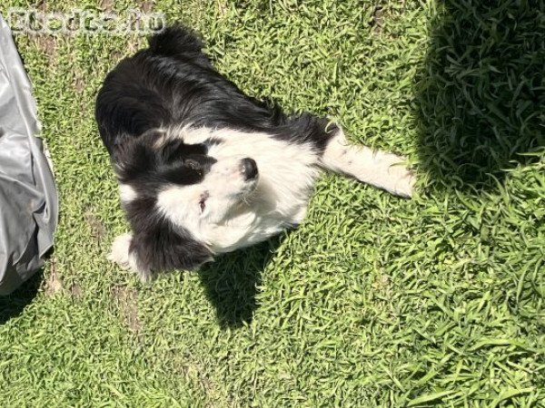 Egyedi Border Collie 06701651550