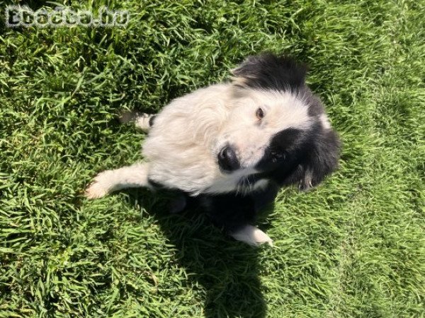 Egyedi Border Collie 06701651550