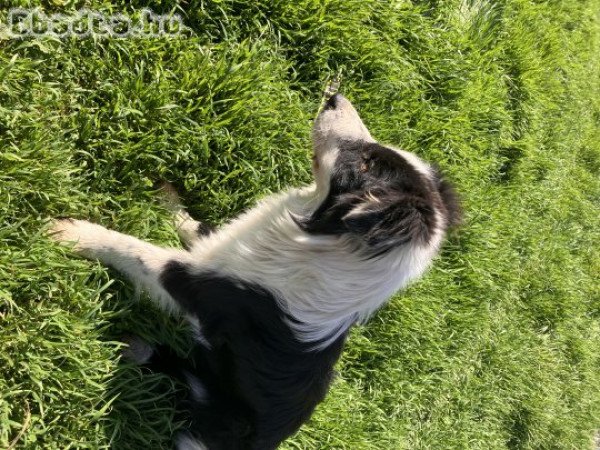 Egyedi Border Collie 06701651550