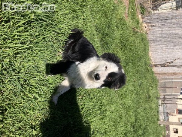 Egyedi Border Collie 06701651550