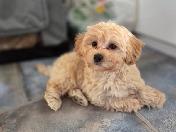 Maltipoo