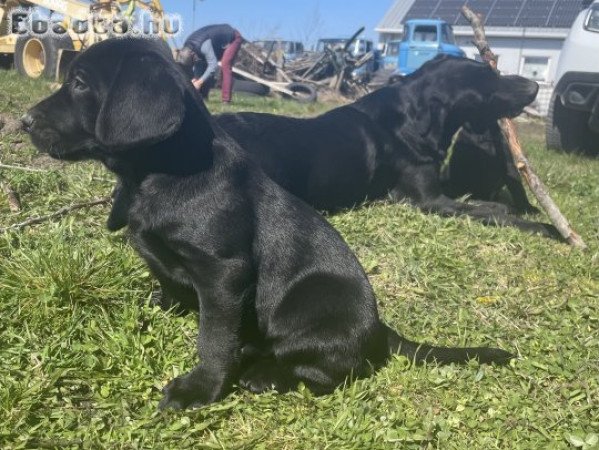 Munkavonalú labrador retriever