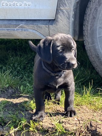 Munkavonalú labrador retriever