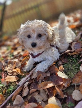 Maltipoo