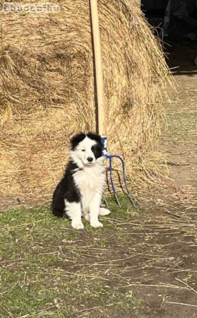 Border Collie kan kölyökkutya