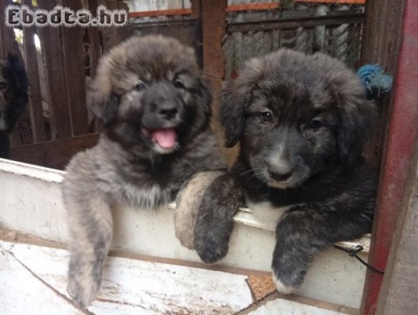 Kaukázusi kiskutyák