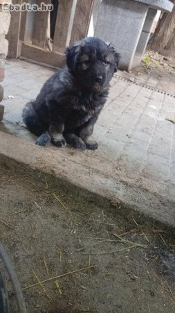 Kaukázusi kiskutyák