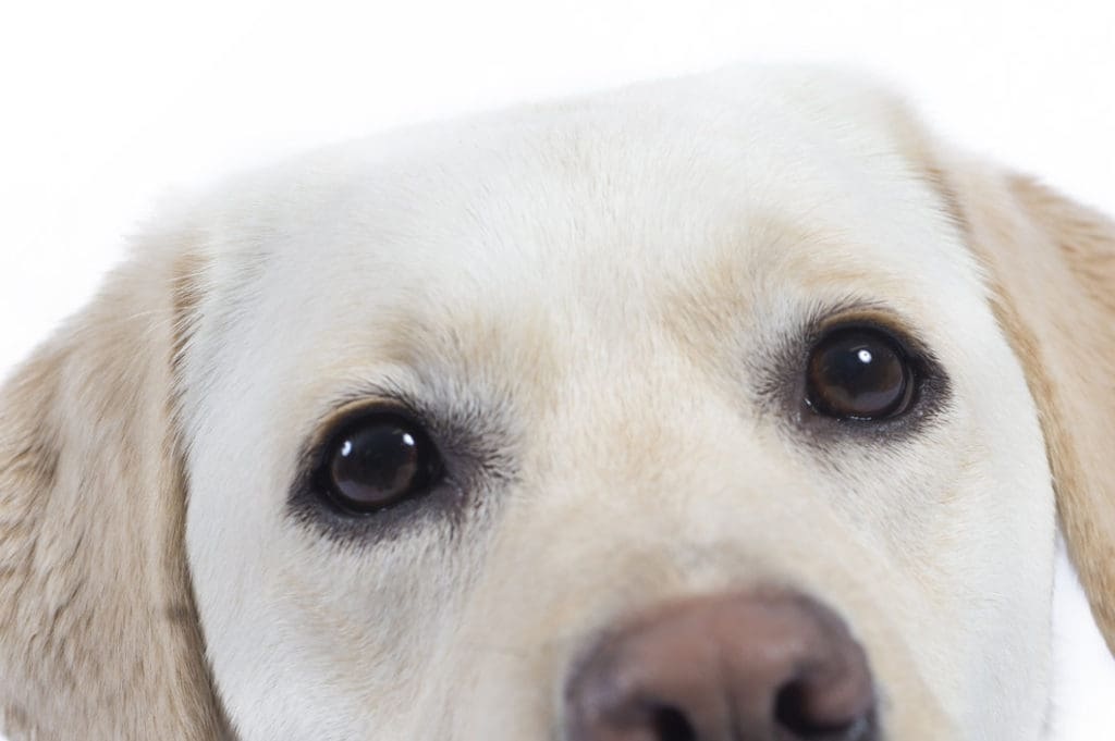 5 perces egészségteszt a kutyádért