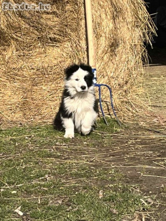 Border Collie kan kölyökkutya