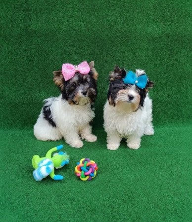 Biewer Yorkshire Terrier