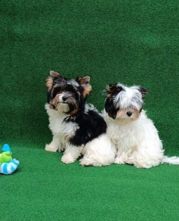 Biewer Yorkshire Terrier