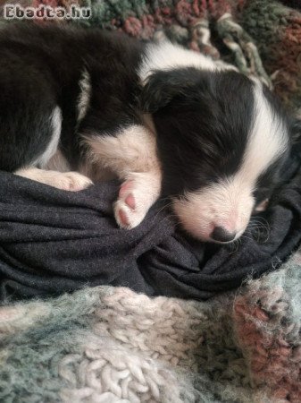 Border Collie kiskutyáink
