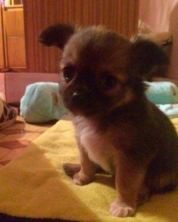 Hosszú szőrű csivava