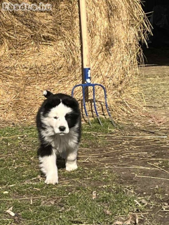 Border Collie kan kölyökkutya