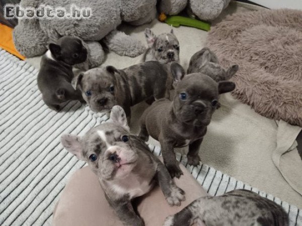 Francia Bulldog fajtatiszta kiskutyák
