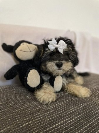 Maltipoo máltai selyem + uszkár