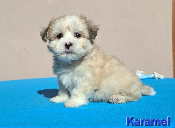Bichon havanese