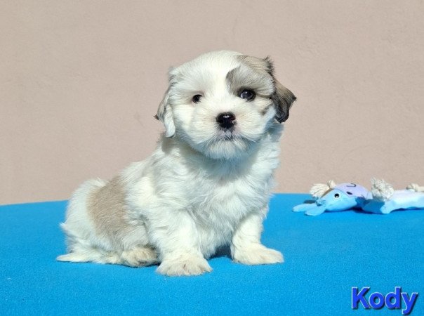 Bichon havanese