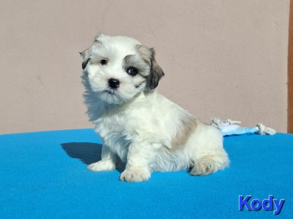 Bichon havanese